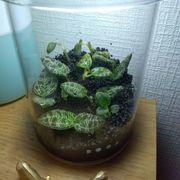 お肉マンさんのアイコン