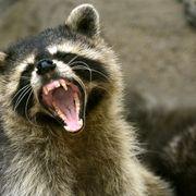 ほいほいさんのアイコン