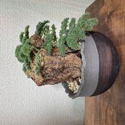 ニコ丸さんのアイコン