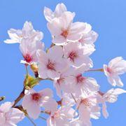 高値掴みの花子さんさんのアイコン