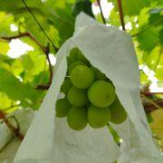 マスカットボンボンさんのアイコン