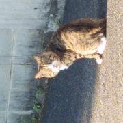 ノラさんのアイコン