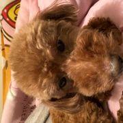 オスケマルさんのアイコン