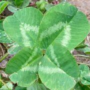 ゴールデンえのきさんのアイコン