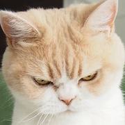 zew*****さんのアイコン