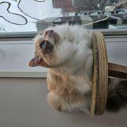 きょうしろうさんのアイコン