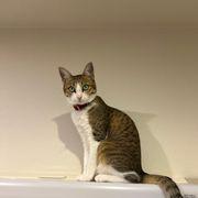 綾鷹さんのアイコン