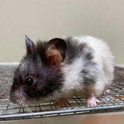 ニーサでニートがニッカさんのアイコン