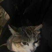 世紀末のどーどーさんのアイコン