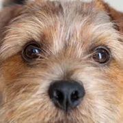 スキャットガールえみりんさんのアイコン