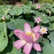 elx*****さんのアイコン