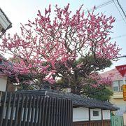 インドで成功やさんのアイコン