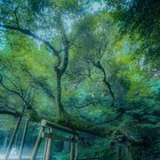 kuwatoro2013さんのアイコン