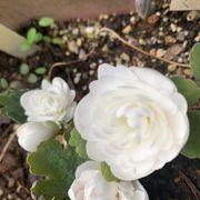 ナンジャモンジャさんのアイコン