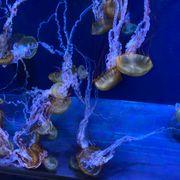 LFさんのアイコン