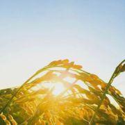 穂さんのアイコン