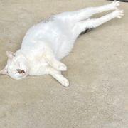 ねこ7733さんのアイコン