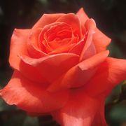 skhgedさんのアイコン