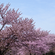 桜屋敷さんのアイコン