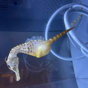 バーダックさんのアイコン