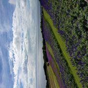 たぬきさんのアイコン