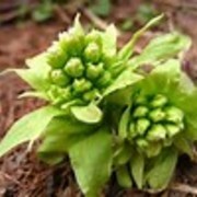 新米ボタンさんのアイコン
