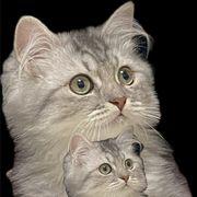 猫のタラちゃんさんのアイコン