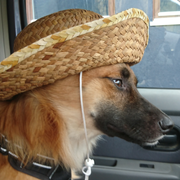 investor  dogさんのアイコン