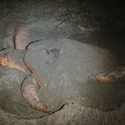 ウミガメさんのアイコン