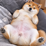 わやさんのアイコン