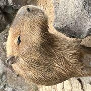 decoさんのアイコン