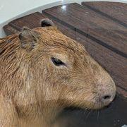 アムスさんのアイコン