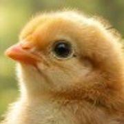 ぴよぴよランドさんのアイコン