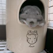 Ponta_chinchillaさんのアイコン