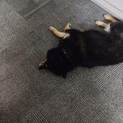 犬さんのアイコン