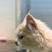 どるふさんのアイコン