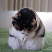 花札大統領さんのアイコン