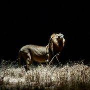 Lion Moneyさんのアイコン