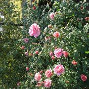 ランランさんのアイコン