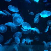 Abyss Watcherさんのアイコン