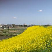 ３９３三休さんさんのアイコン