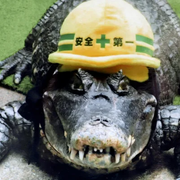 カイマンさんのアイコン