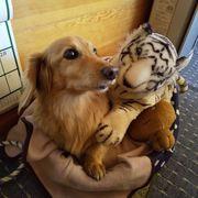 ウルトラマンさんのアイコン