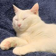 琥珀さんのアイコン