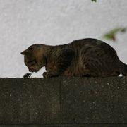 黒犬さんのアイコン