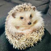 hedgehogさんのアイコン