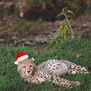 しばふさんのアイコン