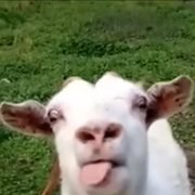 JOJOゴール！さんのアイコン