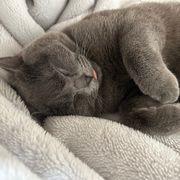 にゃん太郎さんのアイコン