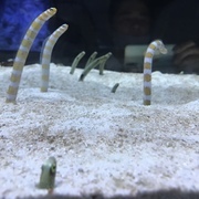 初心者トレーダーさんのアイコン